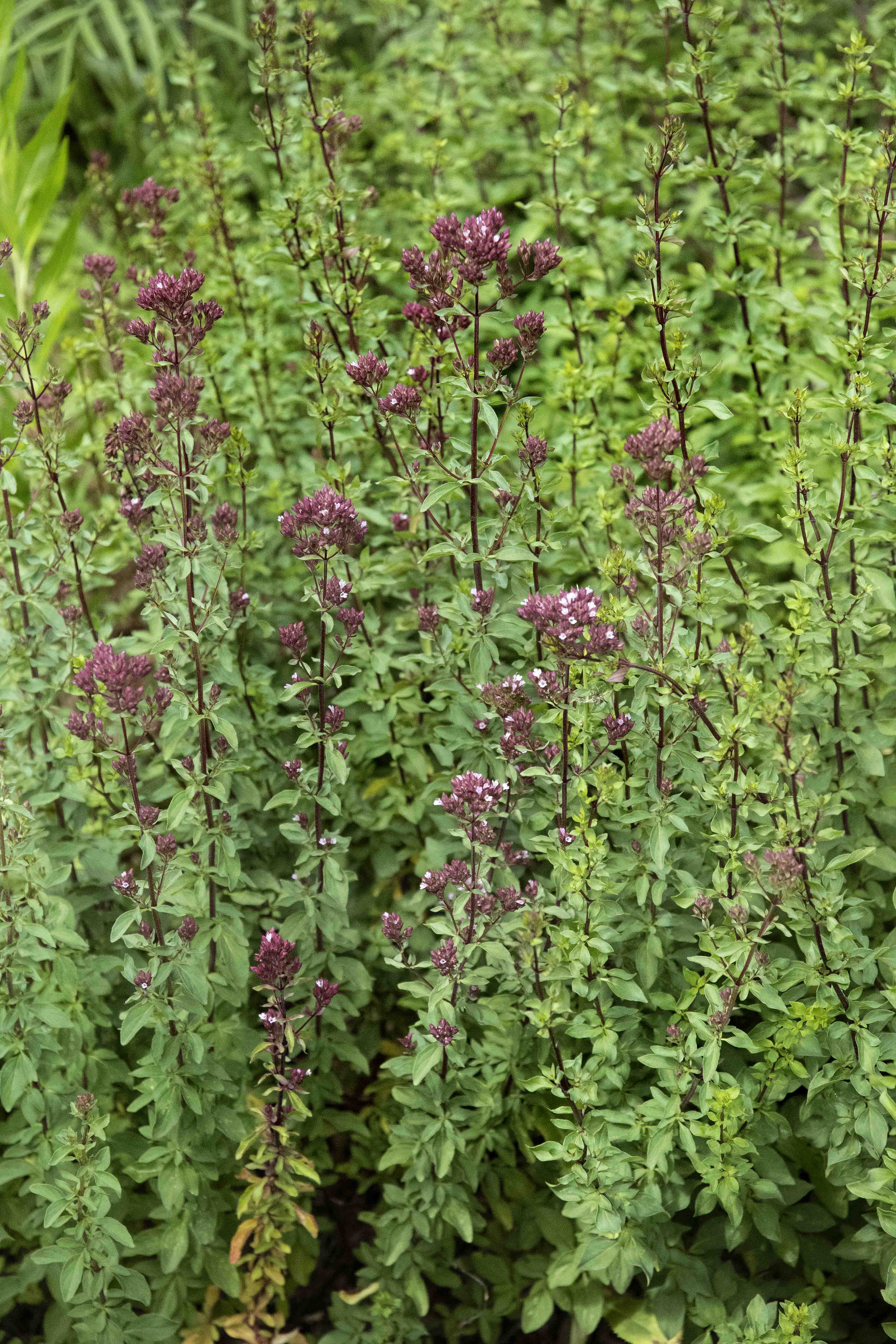 Purple Ornamental Oregano